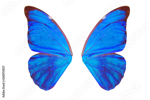 blue wings of a tropical butterfly. isolated on white background photo