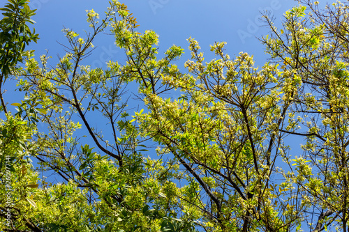 Background of nature