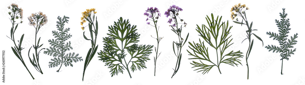 Naklejka premium flat pressed dried flower pattern isolated on white background