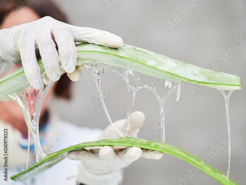 Aloe Vera Gel and Cut Aloe Vera Leaves. Aloe Vera gel almost use in food, medicine and beauty industry.