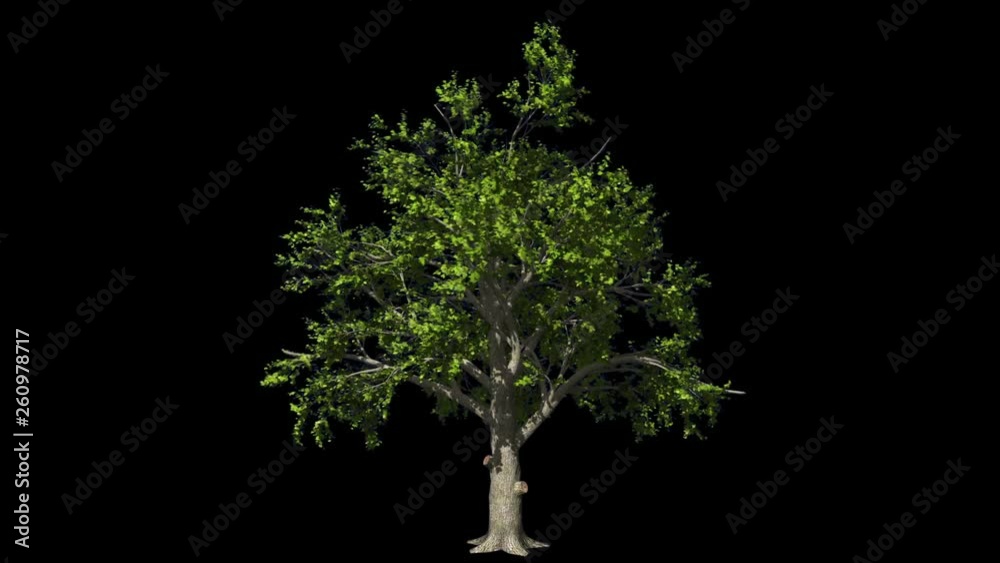 Oak tree in the wind seamless loop, against black