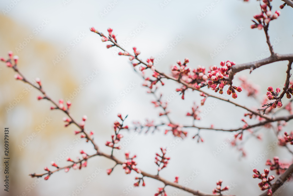 Spring Cherry Tree 