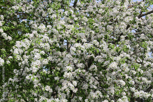 Apple tree branches in bloom against the blue sky