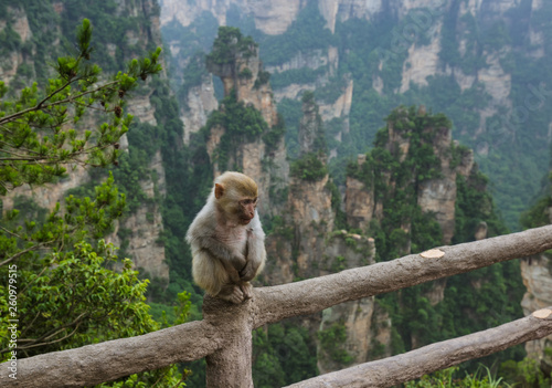 Monkey in Tianzi Avatar mountains nature park - Wulingyuan China © Nikolai Sorokin