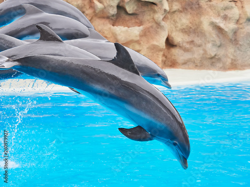 Dolphins show at the Loro Park (Loro Parque), Tenerife.