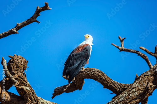 Bald eagle hunts