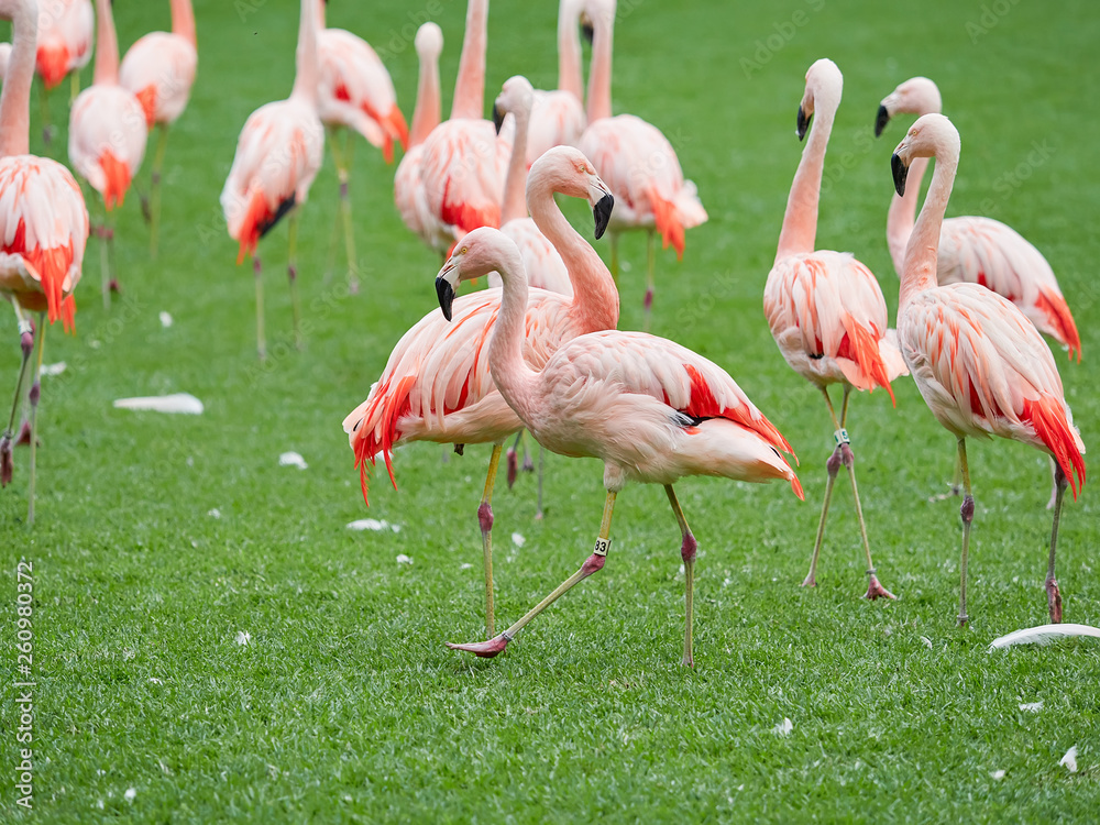 Beautiful pink flamingo birds at Loro Park (Loro Parque), Tenerife, Canary Islands, Spain Beautiful pink flamingo birds at Loro Park (Loro Parque), Tenerife, Canary Islands, Spain