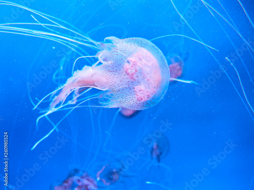 Pink jelly fish drift by in a deep ocean tank at Loro Park (Loro Parque), Tenerife, Canary Islands, Spain
