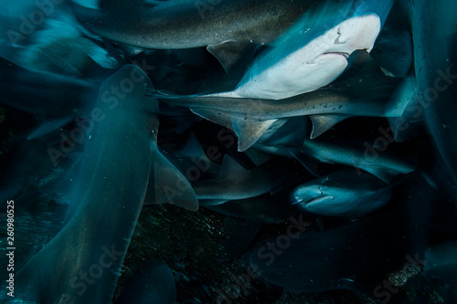 Group of Banded Hound Sharks Swimming Underwater in Chiba, Japan