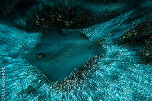 Group of Banded Hound Sharks Swimming Underwater in Chiba, Japan photo