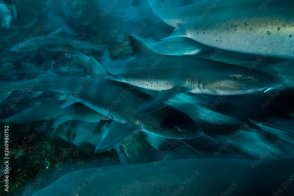 Group of Banded Hound Sharks Swimming Underwater in Chiba, Japan Group of Banded Hound Sharks Swimming Underwater in Chiba, Japan