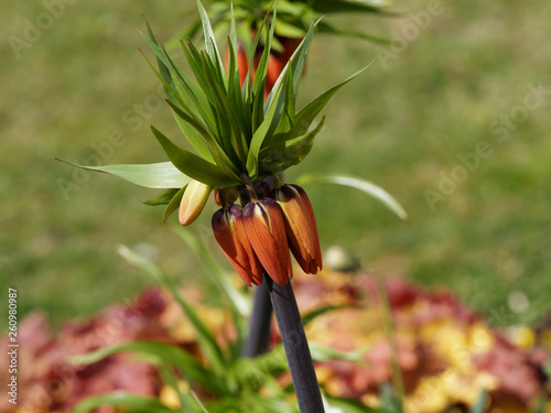 Fritillaria imperialis - Imperial fritillary - Crown imperial - Kaiser's crown