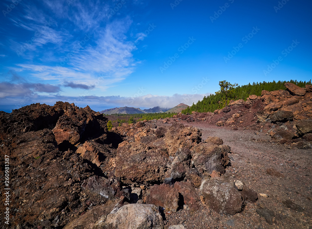 Volcanic soil with pine trees and bushes. El Teide National Park, Tenerife Island