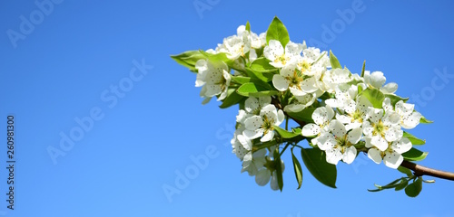 Birnbaumblüten an einem Ast vor blauen Himmel - Textfreiraum - Banner