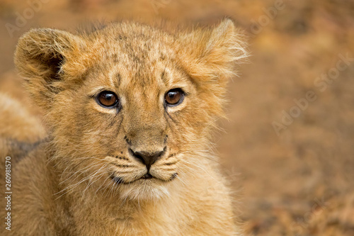 Cute Asiatic Lion Cub © Vishal