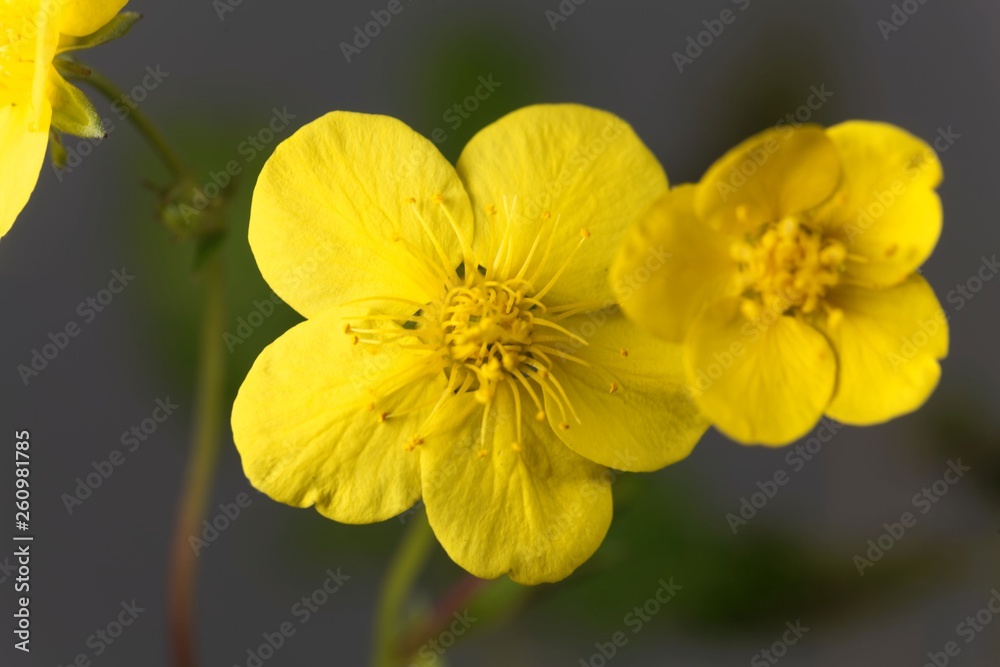 Flower of the barren strawberry Waldsteinia ternata