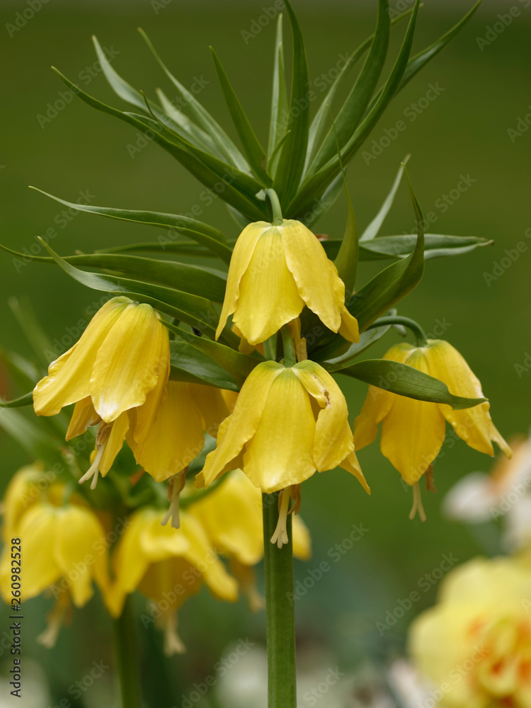 Fototapeta premium Fritillaria imperialis - Imperial fritillary - Crown imperial - Kaiser's crown