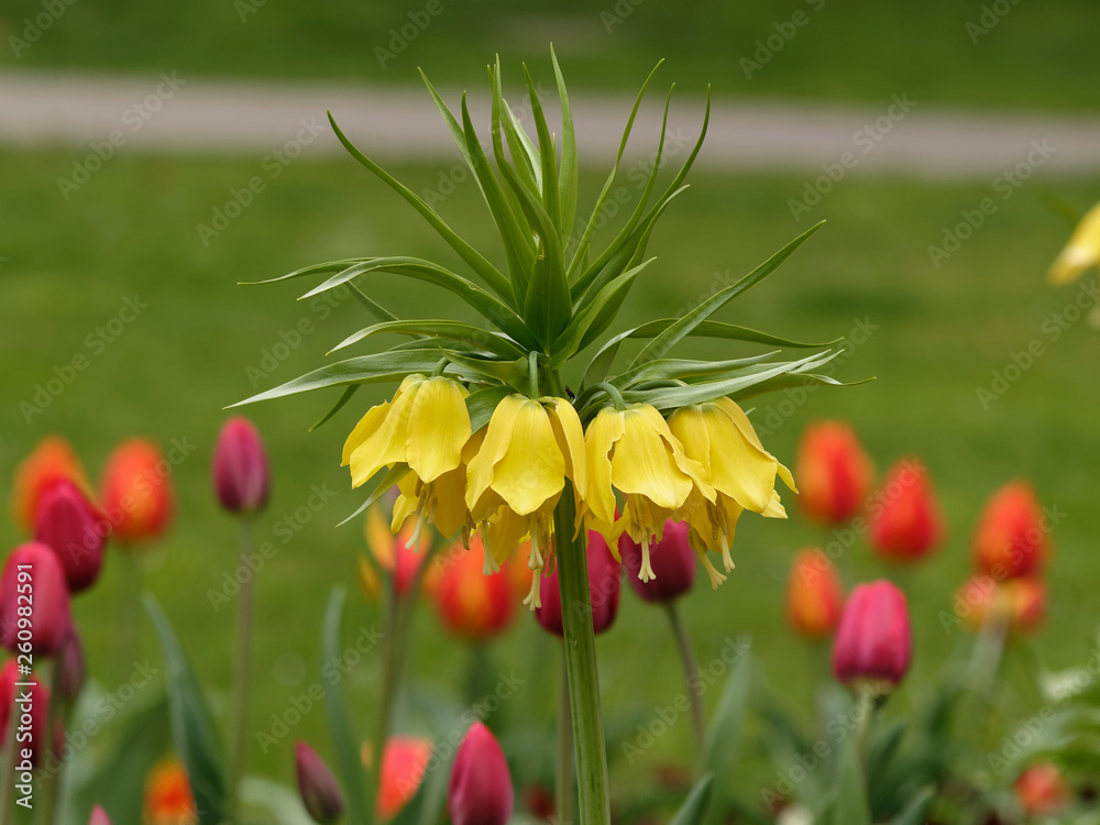 Fritillaria Imperialis - Imperial Fritillary - Crown Imperial - Kaiser ...