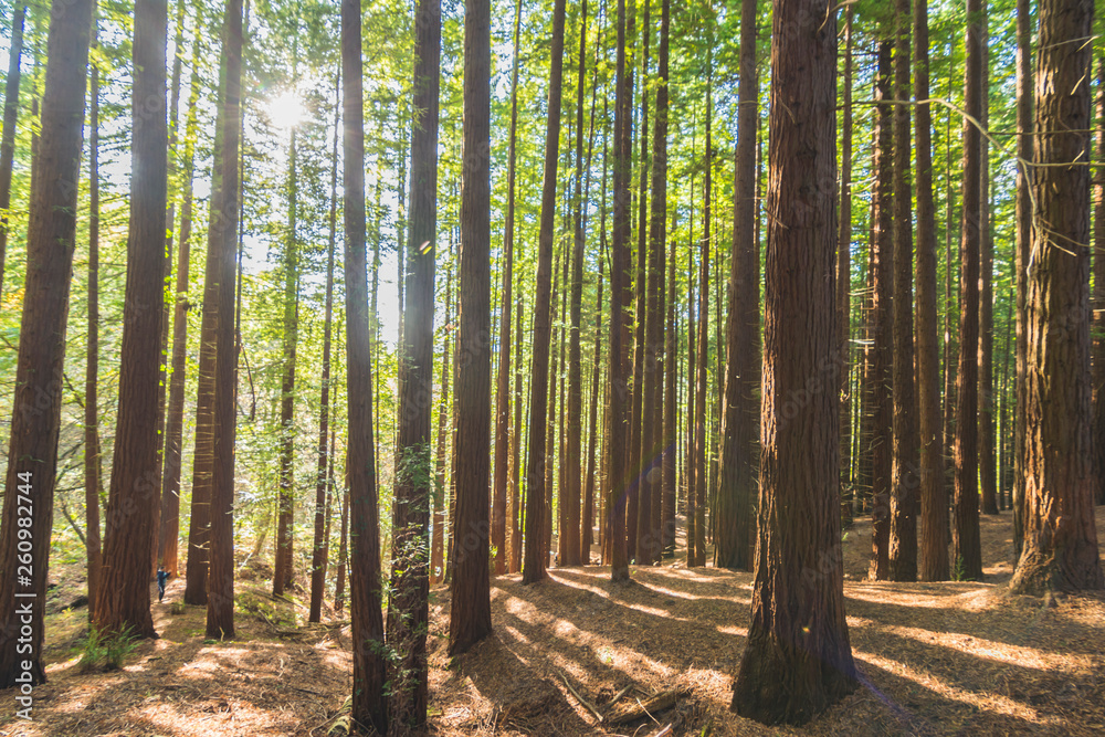 Obraz premium bosque de secuoyas secuoyas park