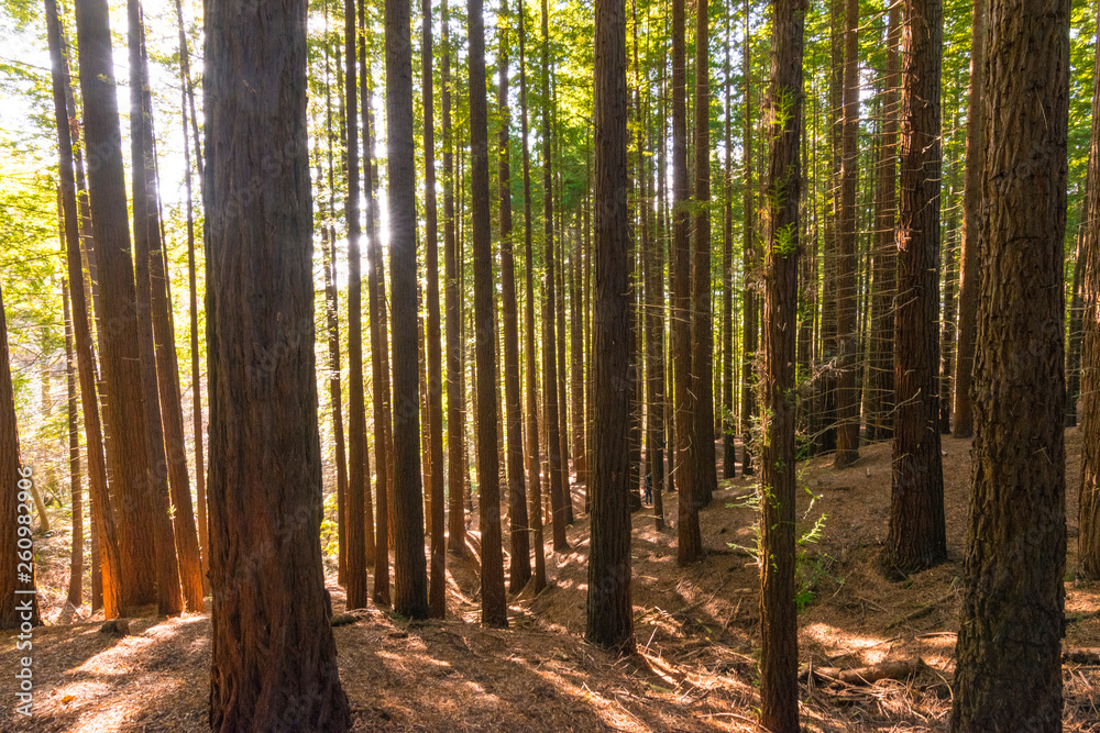 Obraz premium bosque de secuoyas secuoyas park