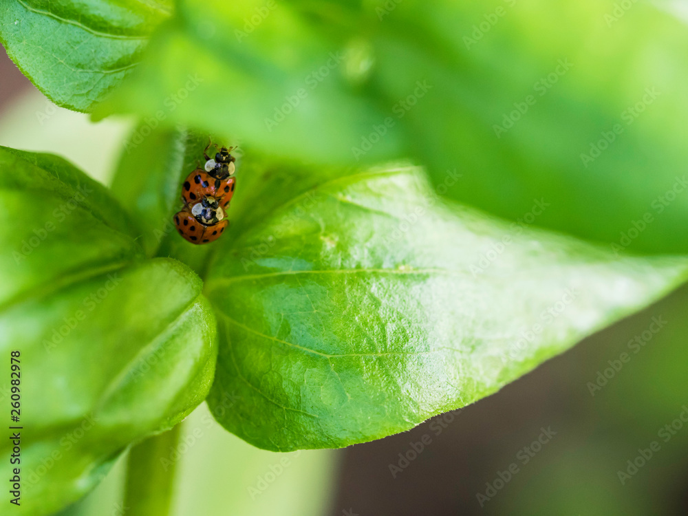 ladybug on a green leaf