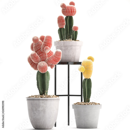 Gymnocalycium cactus in pot	