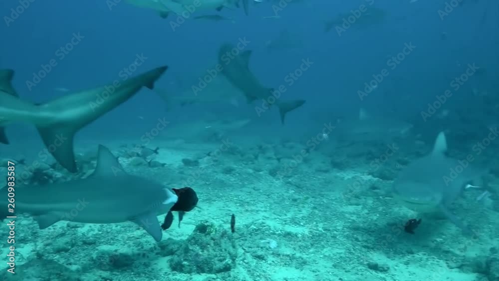 Feeding gray bull shark Carcharhinus leucas from hands of diver underwater Pacific Ocean Tonga.. Feeding gray bull shark Carcharhinus leucas from hands of diver underwater Pacific Ocean Tonga..