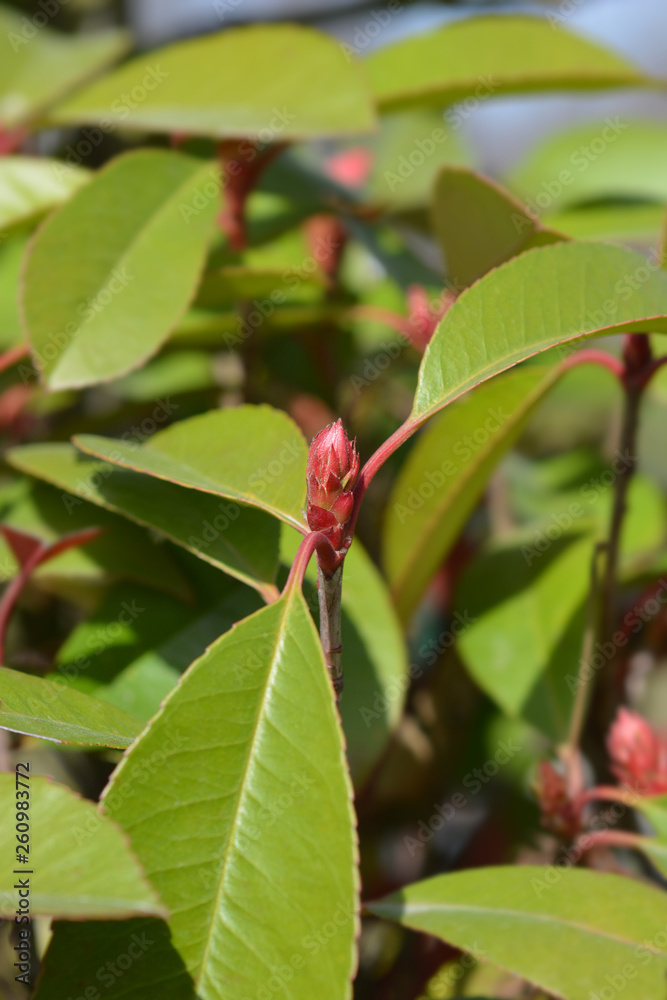 Obraz premium Photinia Red Robin