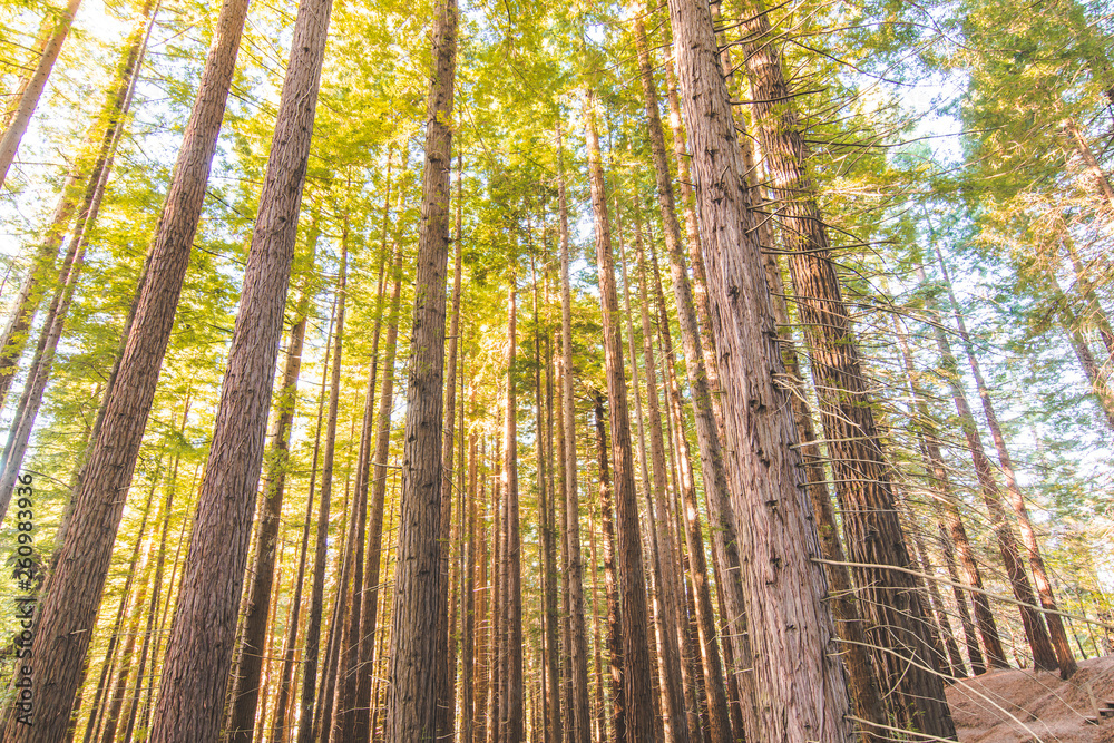 Obraz premium parque de secuioas