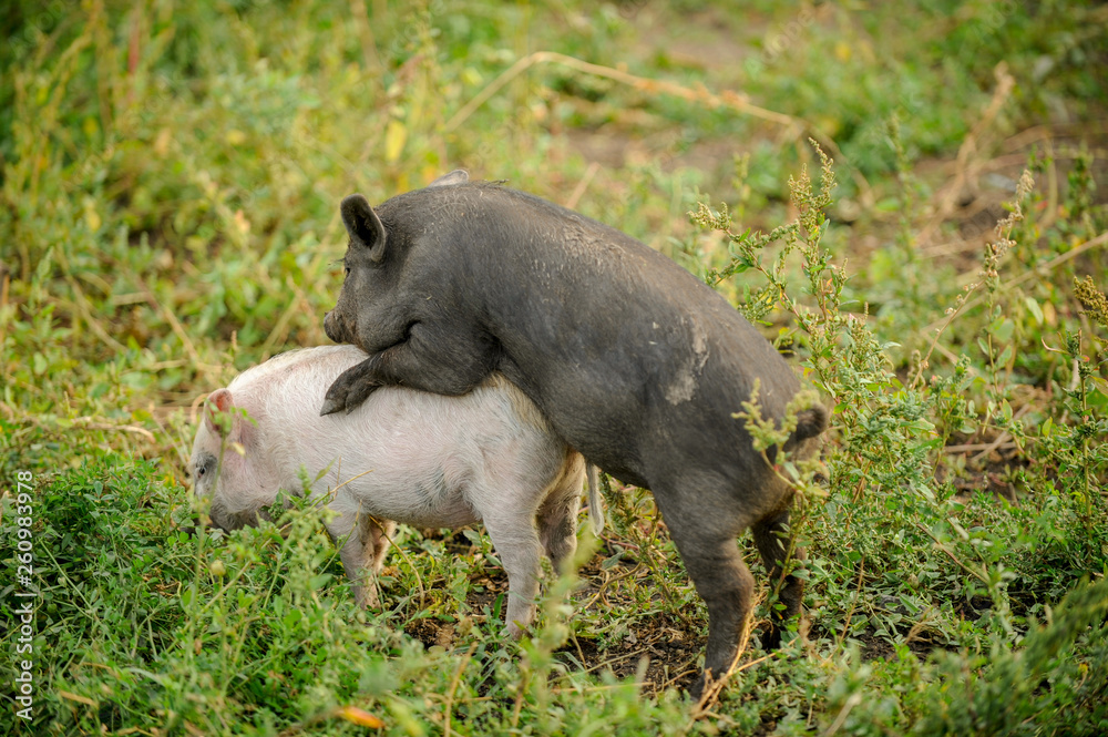 Piglets of mixed breeds Hungarian mangalitsa, Chinese and Vietnamese freely run on grass. Swine farm Piglets of mixed breeds Hungarian mangalitsa, Chinese and Vietnamese freely run on grass. Swine farm