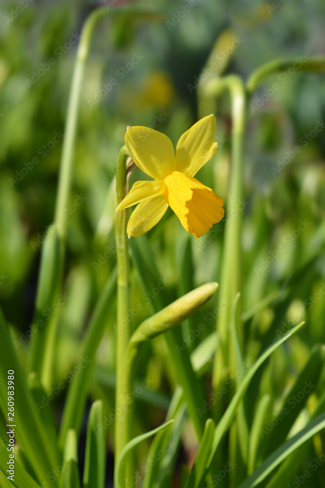 Daffodil Tete a Tete Daffodil Tete a Tete