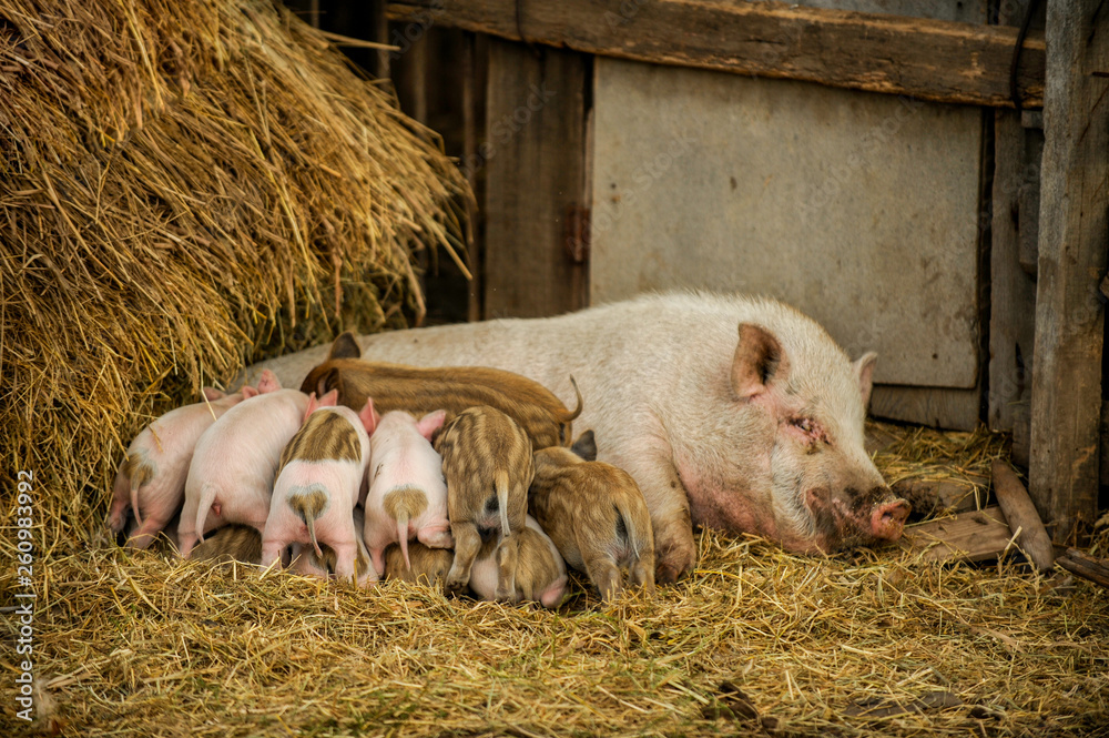 Large white pig of the Vietnam breed feeds piglets. Concept of happy motherhood in animals. Large white pig of the Vietnam breed feeds piglets. Concept of happy motherhood in animals.