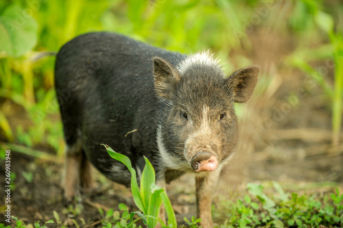 Piglets of mixed breeds Hungarian mangalitsa, Chinese and Vietnamese freely run on grass. Swine farm © galitsin