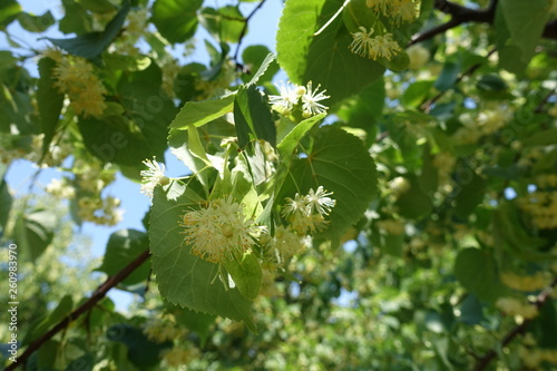 Simple flowers of linden tree in June