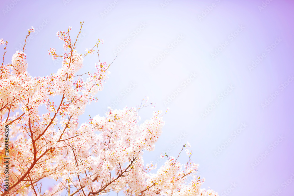 優しい色合いに表現した美しく満開に咲き誇る一本の桜とコピースペースの青い空