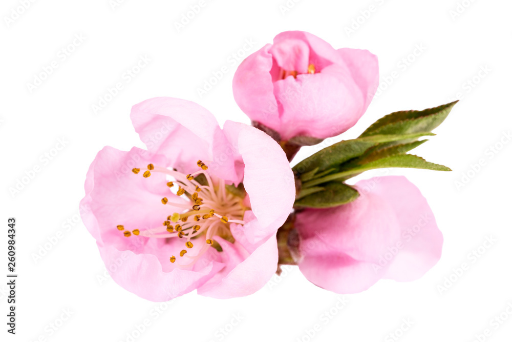 Flowers of blooming flowering peach tree isolated on white background