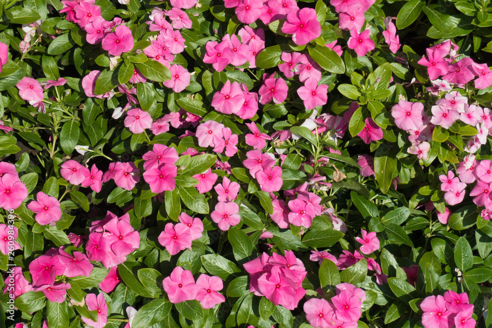 Flowering pink Catharanthus roseus in the garden in July Flowering pink Catharanthus roseus in the garden in July