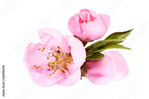 Obraz na płótnie Flowers of blooming flowering peach tree isolated on white background w salonie