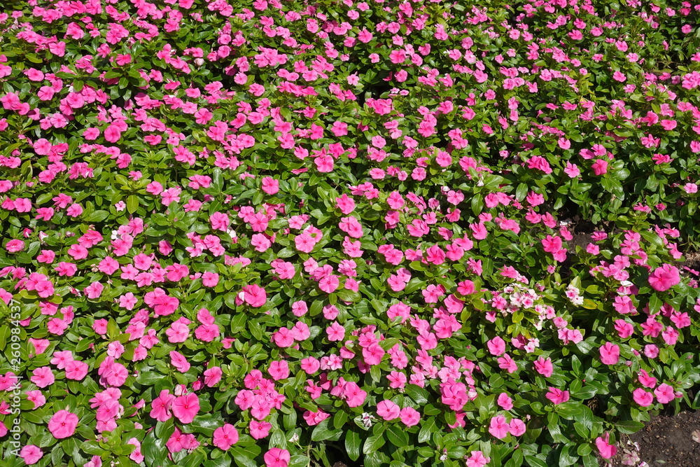Lots of pink flowers of Catharanthus roseus in spring