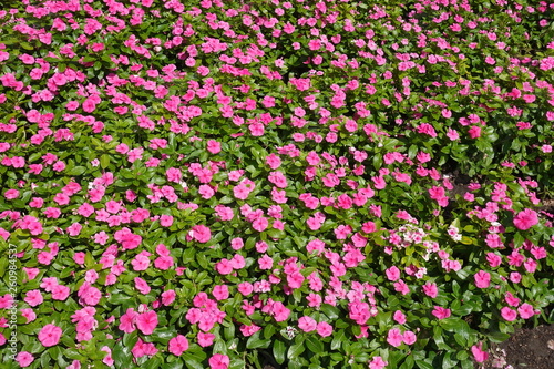 Lots of pink flowers of Catharanthus roseus in spring