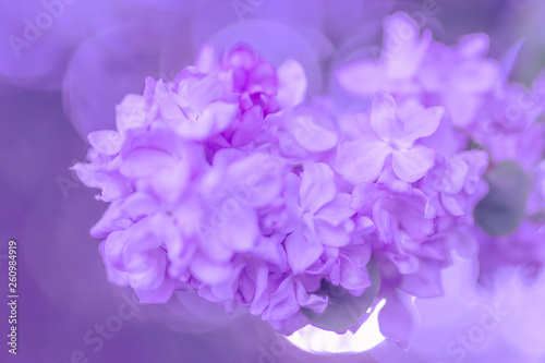 Fototapeta Naklejka Na Ścianę i Meble -  Lilac flowers on natural blurred, violet  background.