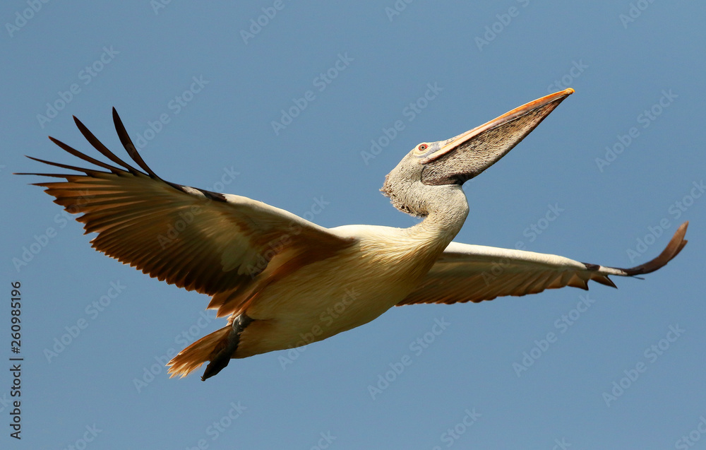 Obraz premium Spot Billed Pelican in flight, Pelecanus philippensis, Ranganathittu Bird Sanctuary, Karnataka, India.