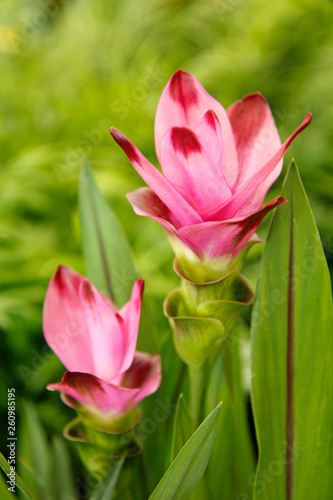 Siam tulip. Curcuma.