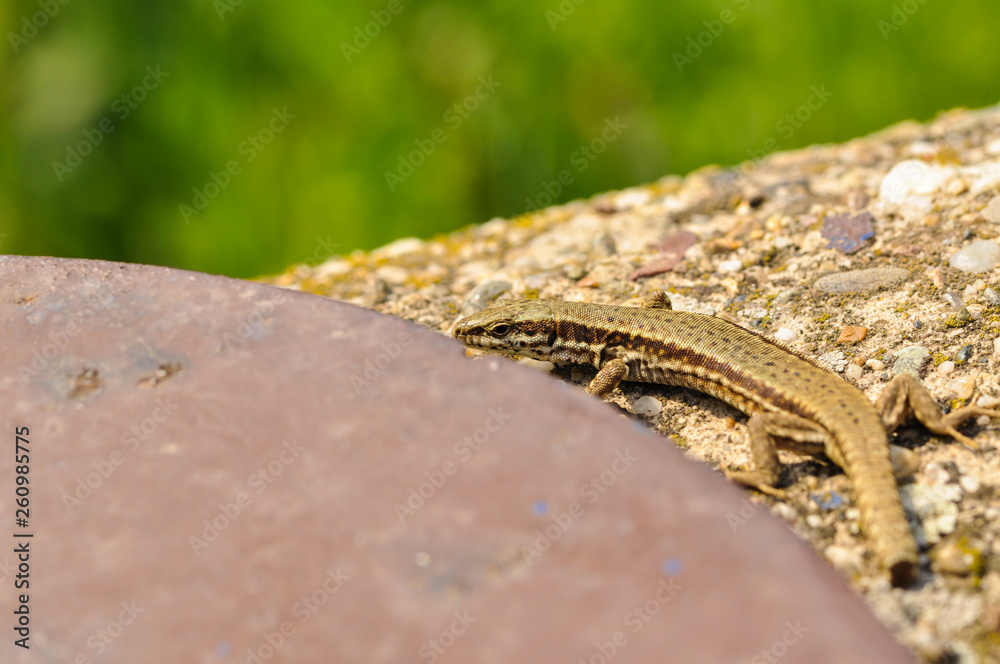 Green lizard on the concrete next to the metal pillar. Small lizard getting scared and retreating to its hide Green lizard on the concrete next to the metal pillar. Small lizard getting scared and retreating to its hide