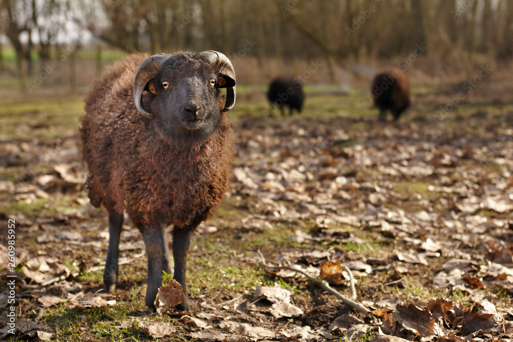 Obraz premium Young black male ouessant sheep in the meadow