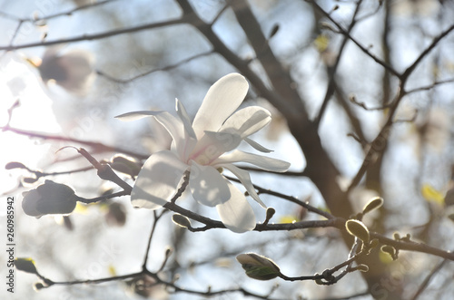 In the park  in the garden spring sunny day  magnolia blooms.