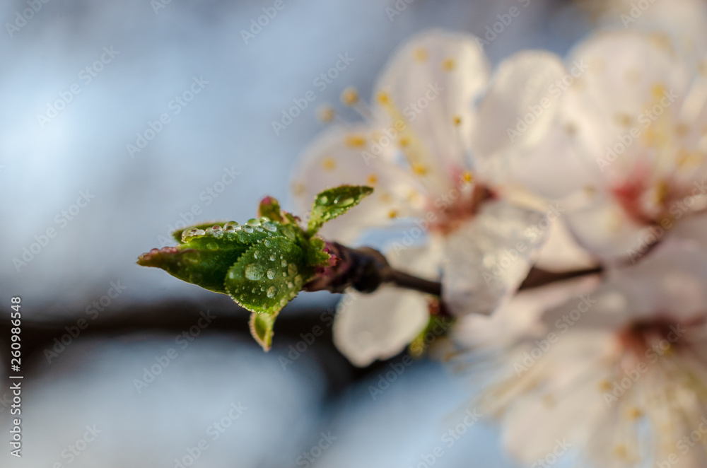 Flowering branches of fruit tree. Apricot. Flowering branches of fruit tree. Apricot.