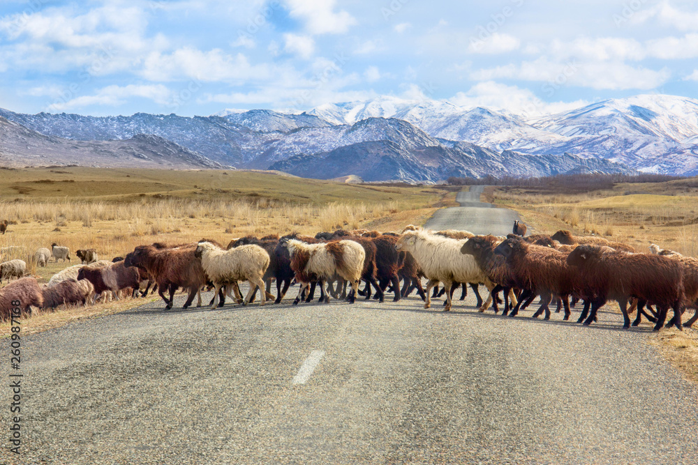 Sheep cross the road Sheep cross the road