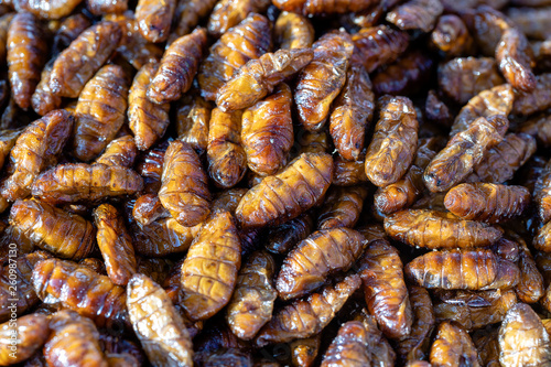 Fried silk worms delicious in street food in Thailand. Close up