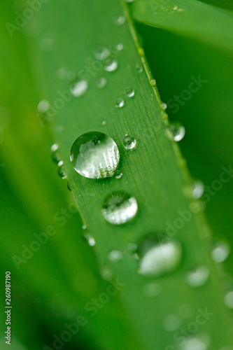Droplets on wheat leaf.